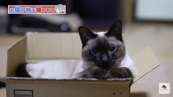 箱の中からまっすぐ見るシャム猫