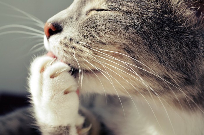 手を舐める猫の顔アップ