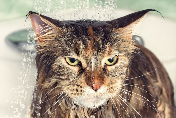 頭からシャワーをあびるキジ猫