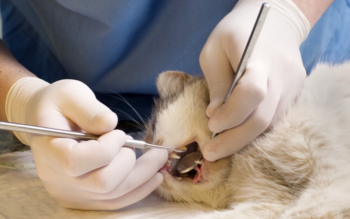 歯の治療をする猫