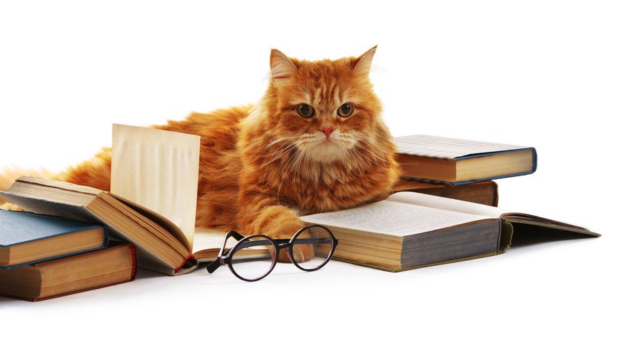 本の上に乗る猫