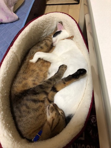 ベッドで寝る2匹の猫