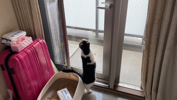 ドアに向かって立つ猫