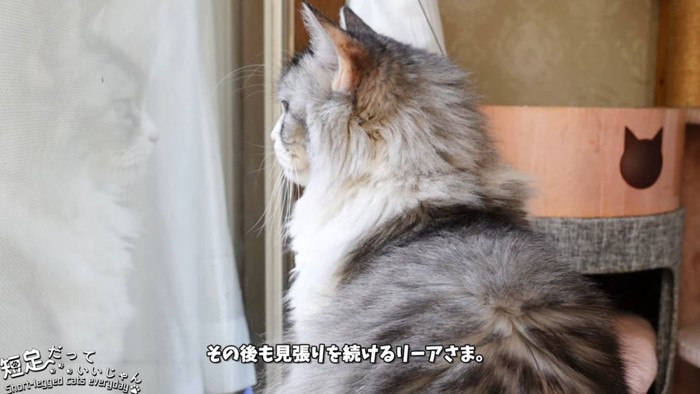 座る猫とガラスに写った猫