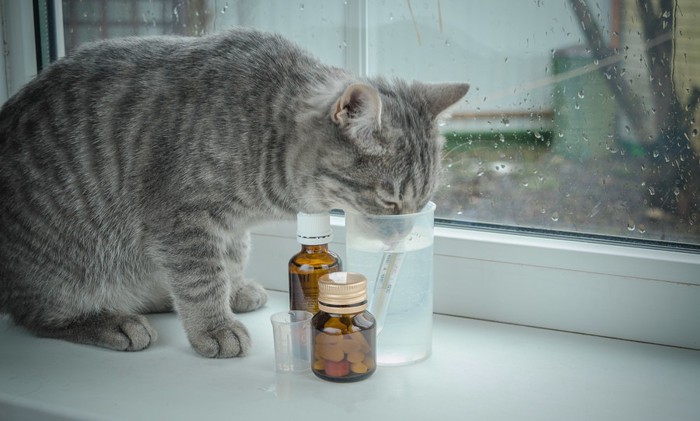 風邪の薬の横に座っている猫