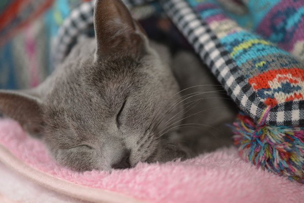 ベッドで寝る灰色の猫