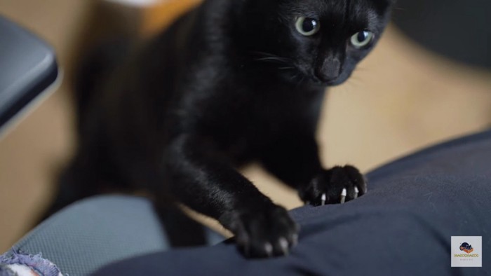 お膝に前足をかける黒猫