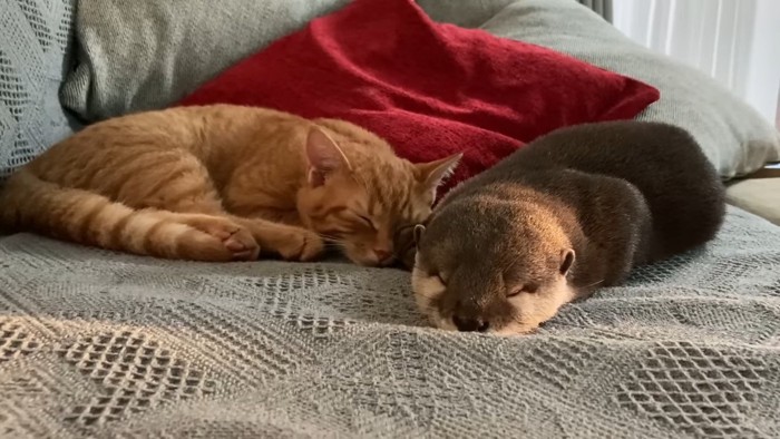 一緒に寝ているカワウソと猫