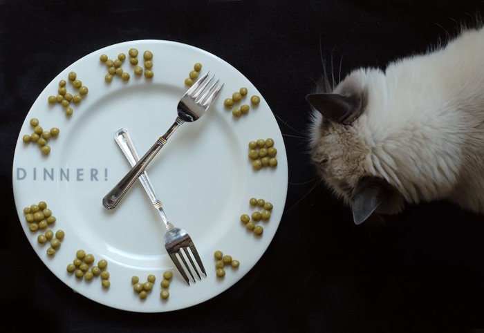 お皿で作った時計を見る猫