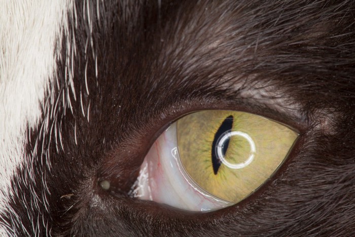 瞬膜が見えている猫の目