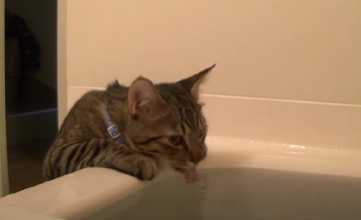 どんどんお湯を飲むキジトラ猫