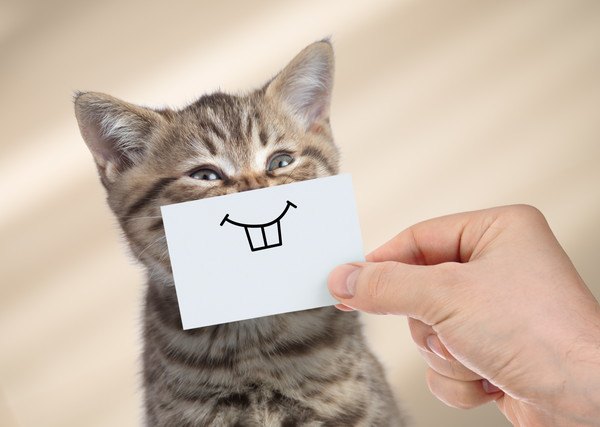 前歯が描かれた用紙を当てられた猫