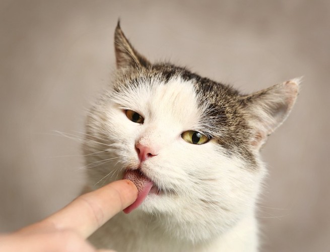 飼い主の指を舐める猫