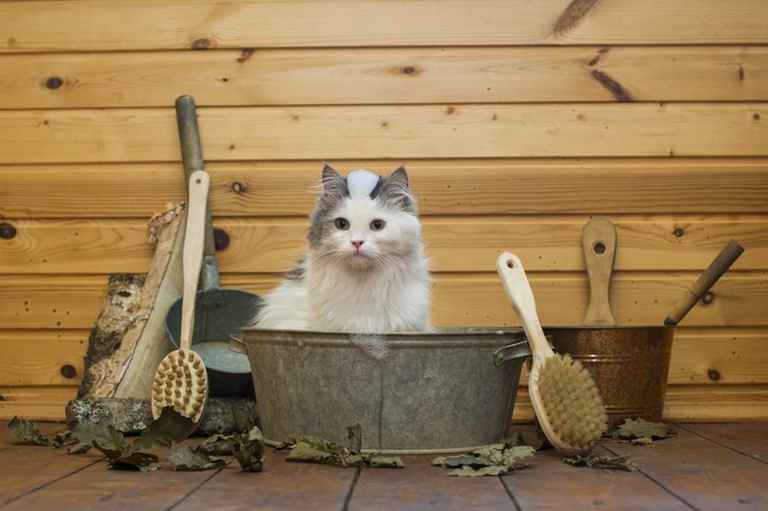 桶に入っている猫とブラシ