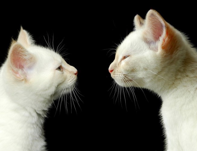 見つめ合う2匹の白猫