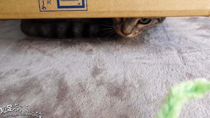 箱の下から見える猫の顔