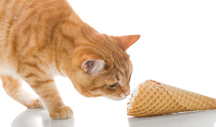 アイスクリームのにおいを嗅ぐ猫