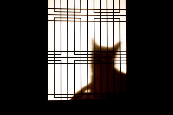 猫の影