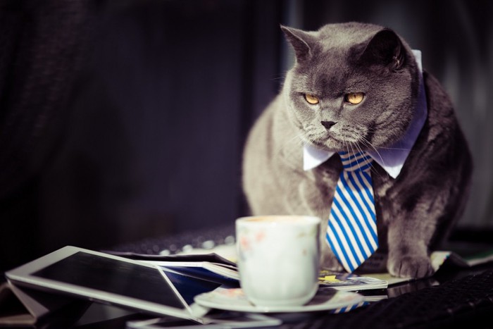 ネクタイをする猫