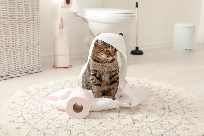 バスルームでトイレットペーパーで遊ぶ猫