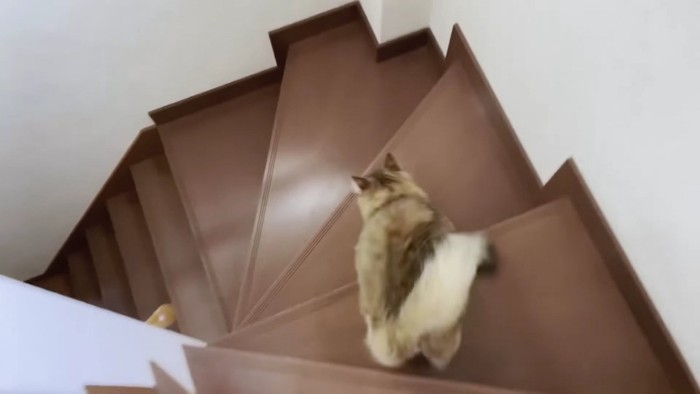 階段を駆け下りる猫