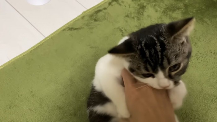 手をかもうとする猫