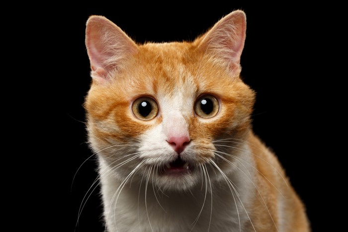 豆知識に驚いた顔の猫