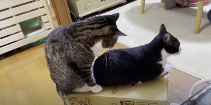 箱の上横向き猫