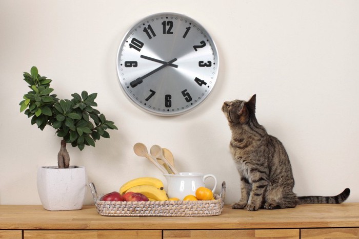 時計を見上げる猫