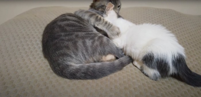 子猫を抱き寄せるグレーの猫