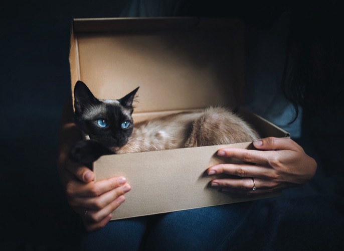箱に入った猫を抱える人