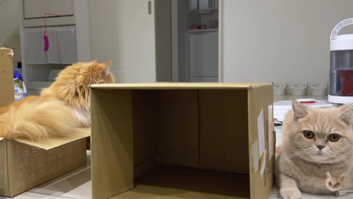 箱の陰に隠れる茶色い猫