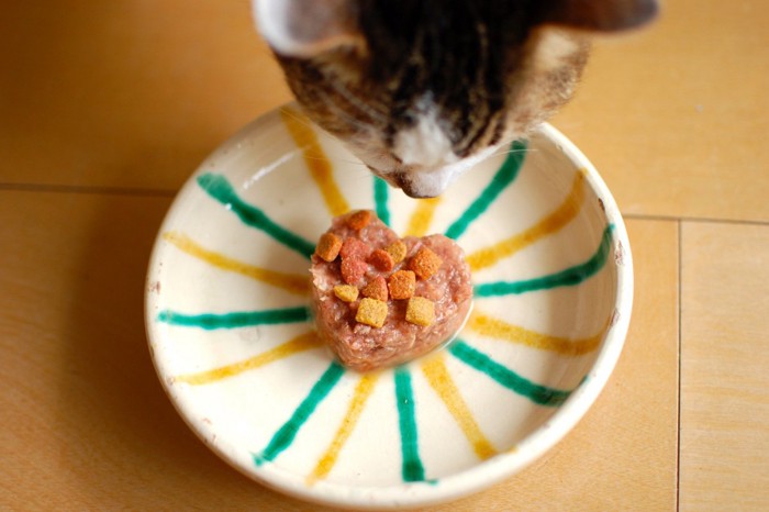プレミアムな食事を見る猫