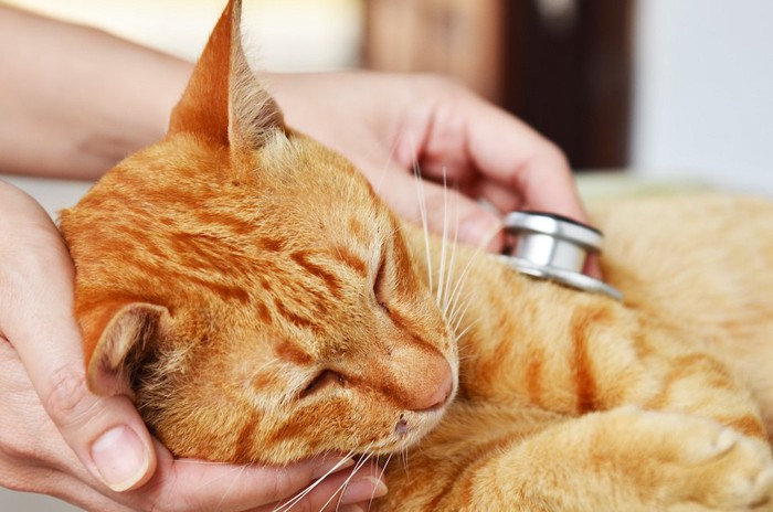 病院で聴診器を当てられる猫