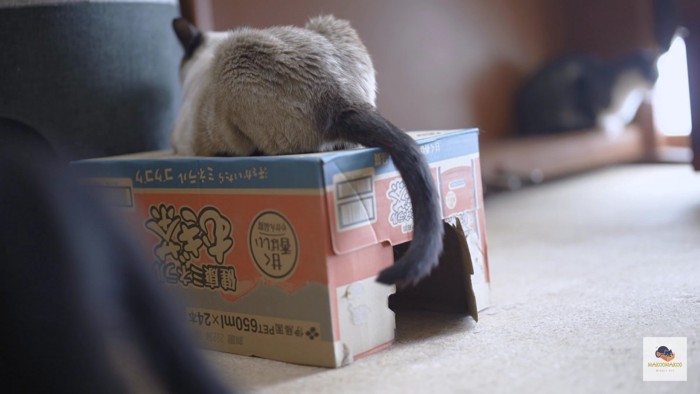 箱の上のシャム猫と広がった穴
