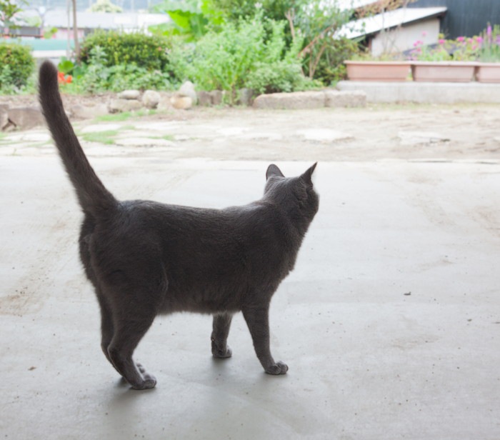尾を立てる猫