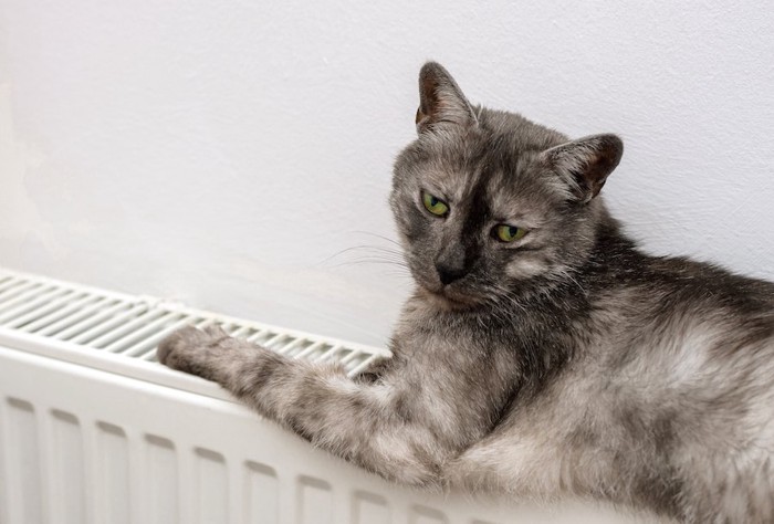 暖房器具の上でくつろぐ猫