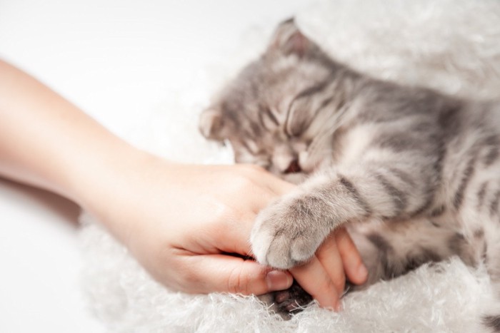 人の手を抱きしめて寝る猫