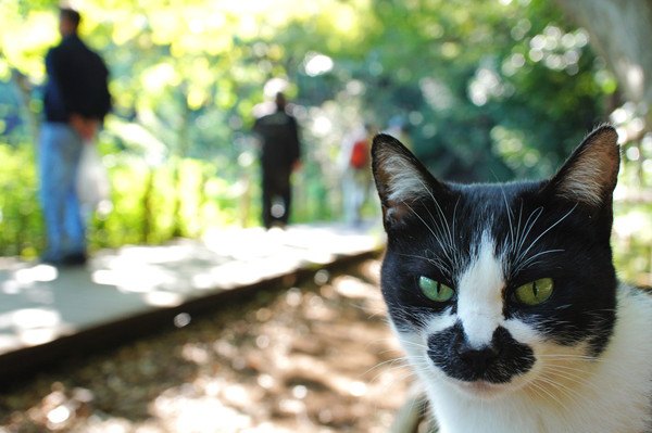 印象的な公園にいる黒白猫