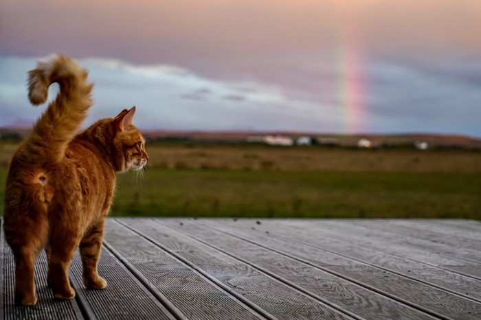 虹を見ている猫