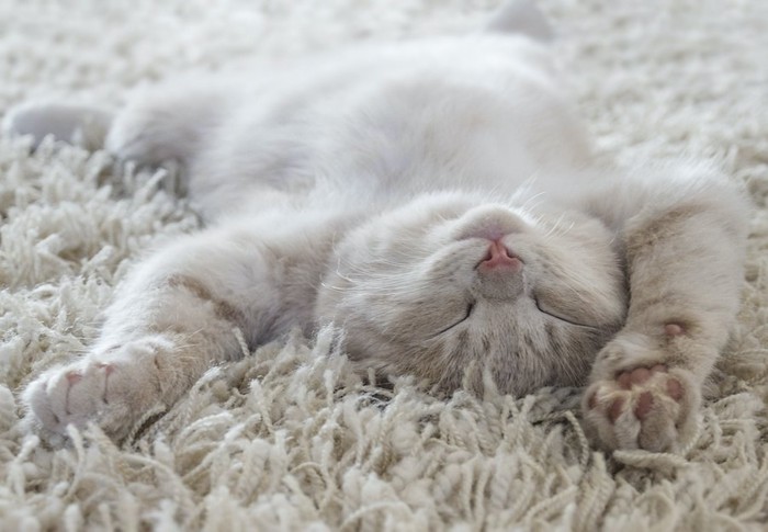 カーペットの上で仰向けに眠る猫