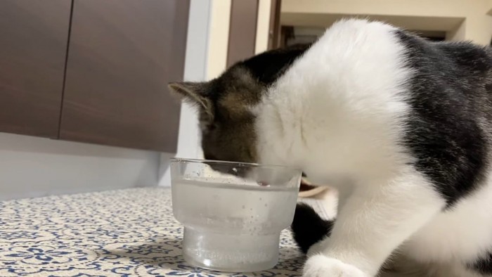 グラスに顔を近づける猫