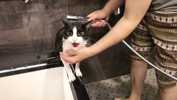 シャワーですすがれる猫