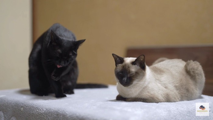 毛づくろい黒猫とシャム猫