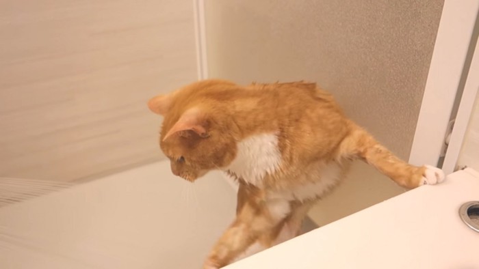 シャワーに向かって体勢を変える猫