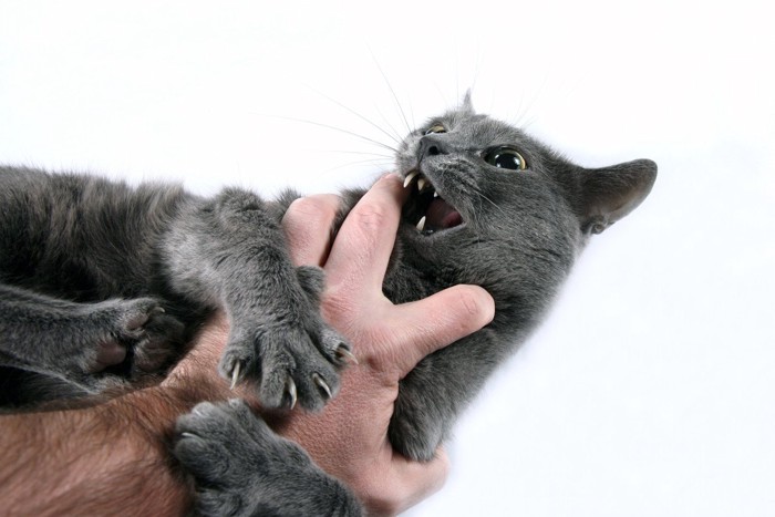 人間の手に噛み付く猫