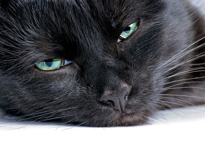 うつろな黒猫