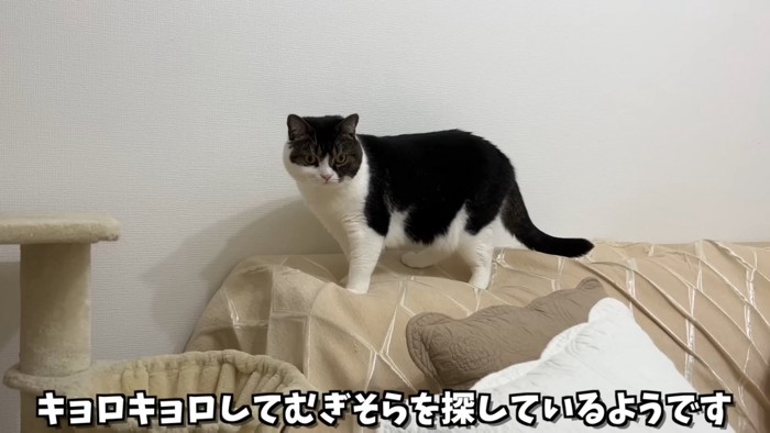 ソファーの背もたれの上に立つ猫