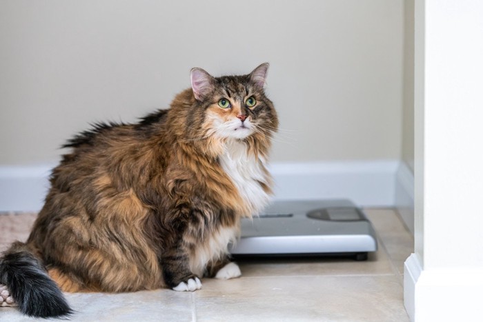 大きめの猫と体重計