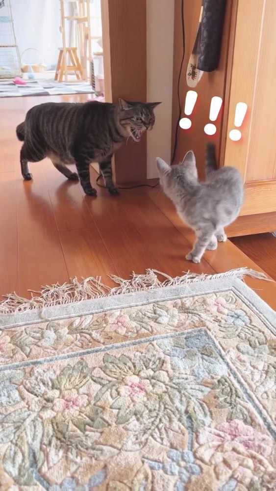 子猫の後ろから威嚇する成猫